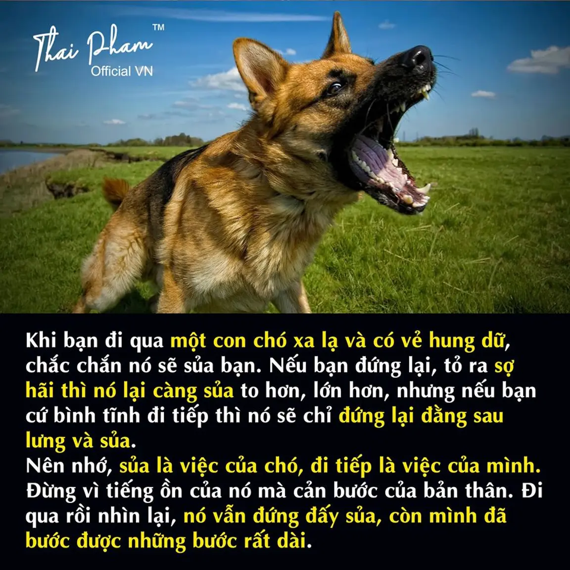 Các câu tục ngữ Việt Nam với hình ảnh con chó